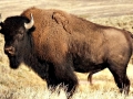 Bison_or_Buffalo